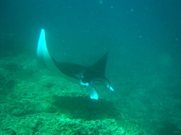 17- Une raie manta 